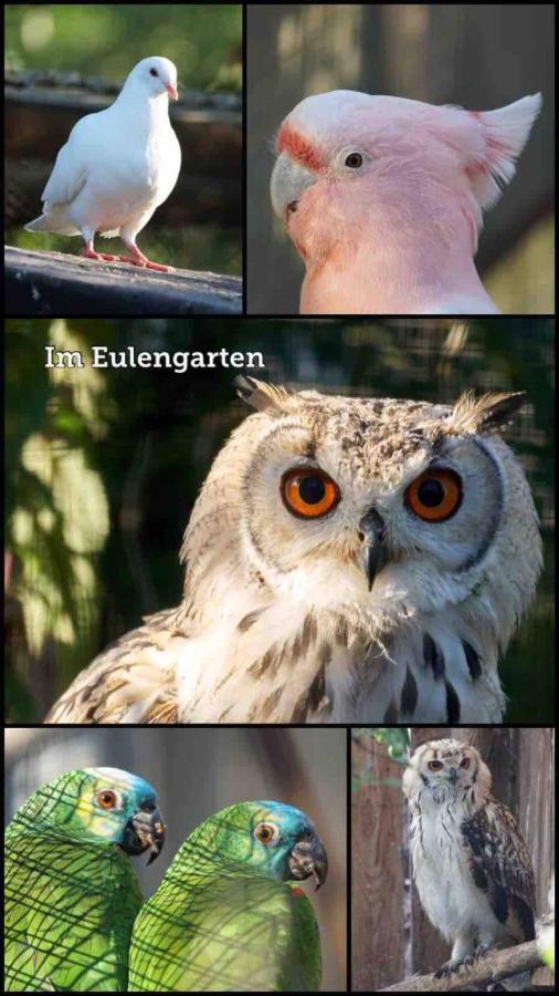 Wohnen Im Eulengarten Oranienburg Esterno foto